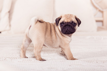 Little beige pug puppy standing on the bed. Hprizontal.
