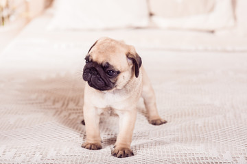 Little beige pug puppy standing on the bed. Hprizontal.
