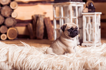Little beige pug puppy laying on the furs against the  wood background