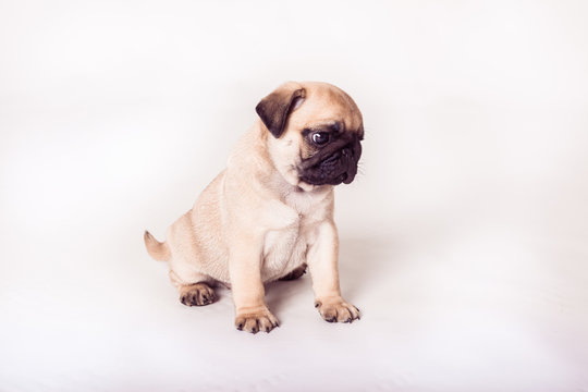 Bright pug puppy sitting at the white background. Horizontal