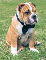 English bulldog pup