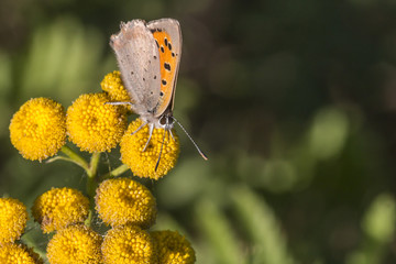 Kleiner Feuerfalter (Lycaena phlaeas)