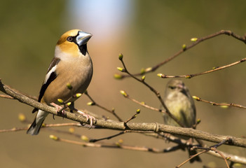 Finch bird in spring