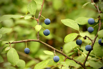 Blackthorn an early grades