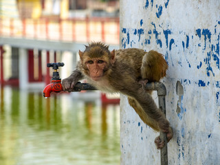 Monkey drinking tap water at hot summer day