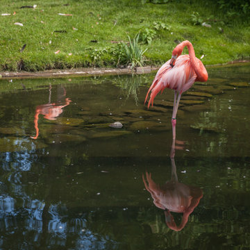 pink flamenco looking for food and playing in the lake