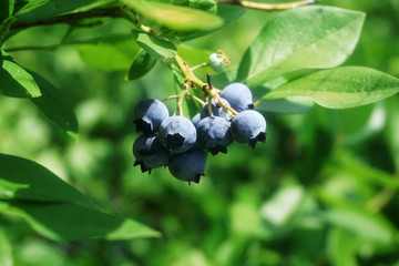 fresh blueberry on the tree