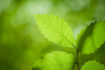 Green leaves nature background