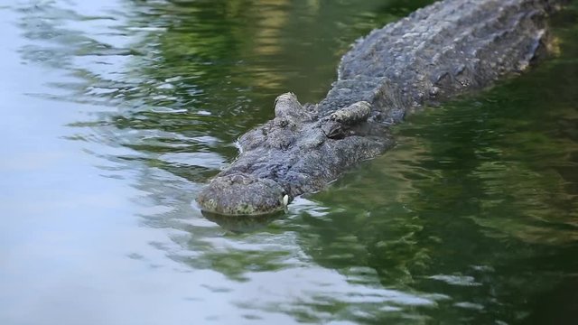 freshwater crocodile wait victim in water