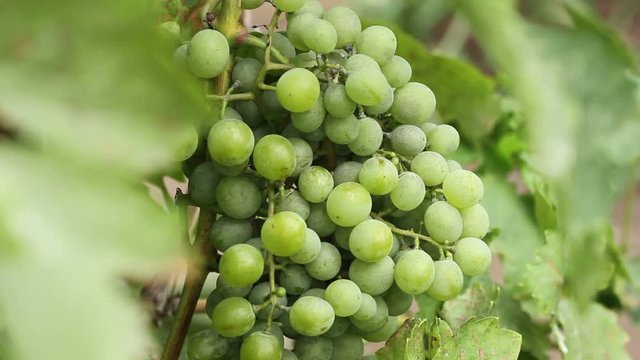 Green grapes on the vine sway.