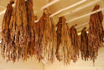 Tabak trocknen hängen Tabakpflanze Nikotin bat rauchen Lufttrocknen braun Nicotiana tabacum...