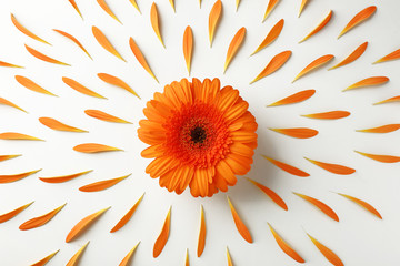 Beautiful flower with petals on white background