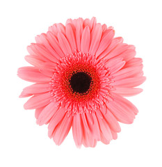 Beautiful flower on white background