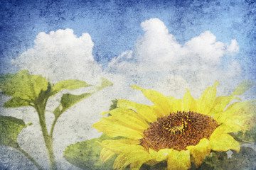Fototapeta na wymiar Sunflower and sky
