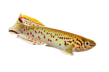 Blue Lyretail Killi Fish killifish Fundulopanchax gardneri Aquarium fish