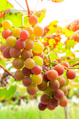 Ripe grapes in the vineyard,in the autumn season