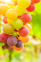 Ripe grapes in the vineyard,in the autumn season