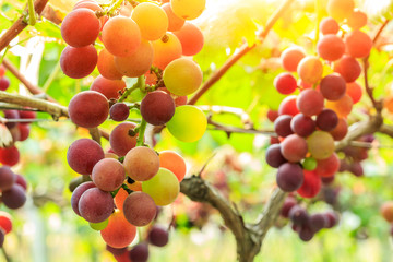 Ripe grapes in the vineyard,in the autumn season