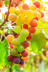 Ripe grapes in the vineyard,in the autumn season