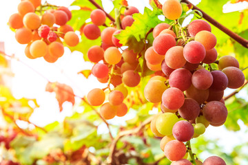 Ripe grapes in the vineyard,in the autumn season