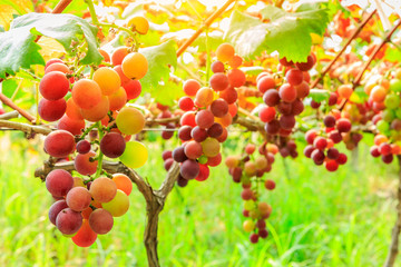Ripe grapes in the vineyard,in the autumn season