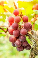 Ripe grapes in the vineyard,in the autumn season