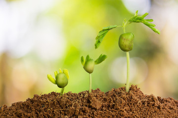 Plants growing natural green background..