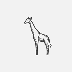 Giraffe sketch icon.