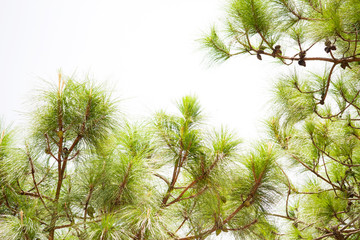 pine leaves