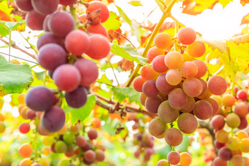 Ripe grapes in the vineyard,in the autumn season