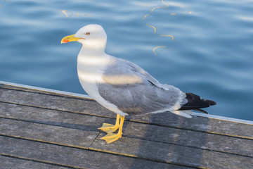 Seagull in the port near the water in Barcelona