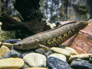 Underwater view of a Spotted (cobra) snakehead fish (Channa marulius)