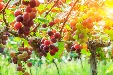 Ripe grapes in the vineyard,in the autumn season
