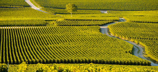 Champagne vineyards in Marne department, France