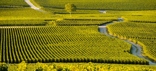 Foto auf Leinwand Champagne vineyards in Marne department, France © FreeProd