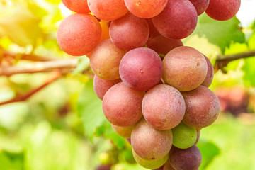 Ripe grapes in the vineyard,in the autumn season