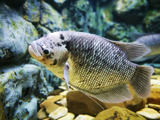 The giant gourami fish in a fish tank.