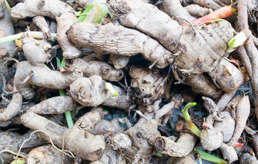 Turmeric ,Curcuma and Lesser Galanga background