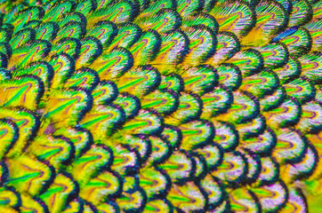 Outfocus of peacock feathers is colorfull for use backgroud and