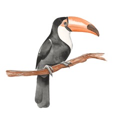 Toucan on branch. Watercolor illustration 2. Isolated on white background