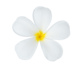 Fototapeta na wymiar Plumeria flower on white background