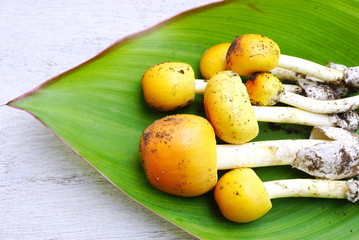 fresh yellow mushroom on green leaf over on a white background 