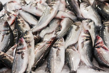 Fresh European sea bass fish on the fish market in Athens, Greece.