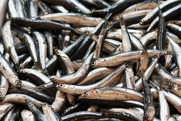 Fresh anchovies in the fish market in Athens, Greece. 