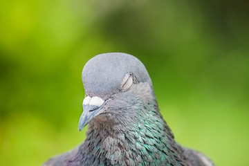 Portrait image of a grey pigeon with closed eyes on green background.