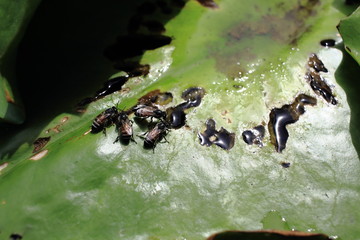 Bees Drinking Water From Lotus Leaf's Slit