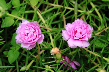 Beautiful Pink Rosemoss Blooming