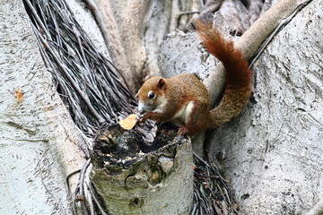 Squirrel Eating Something On the Banyan Tree