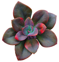 Succulent Clip Art