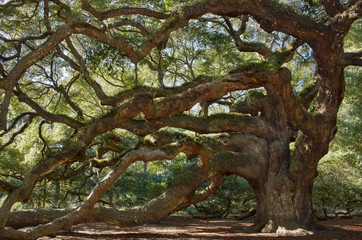 Large southern live oak tree &ndash; Angel Oak Tree on John's Island, South Carolina